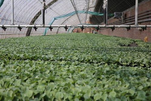新質(zhì)密碼 沈陽秋實植物工廠以科技引領蔬菜種植新未來