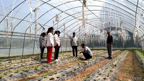 麥積區 科技特派員深入田間地頭，為蔬菜種植注入新動能